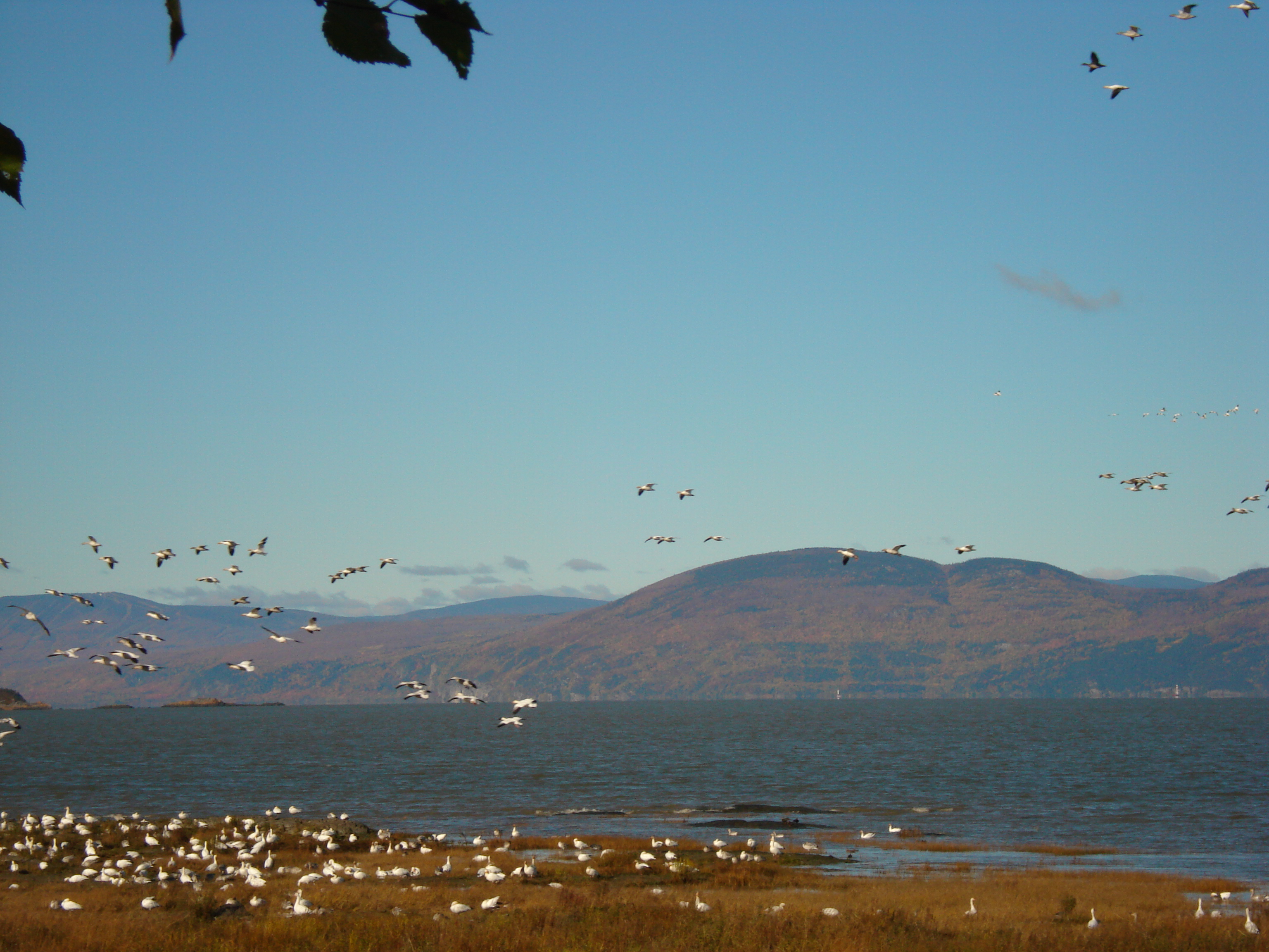 home l isle aux