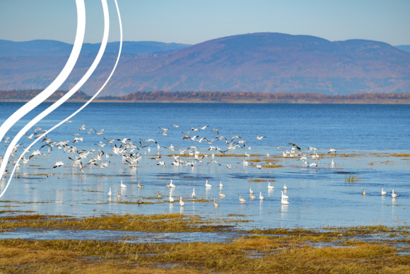 Troupeau d'oiseau au bord du fleuve